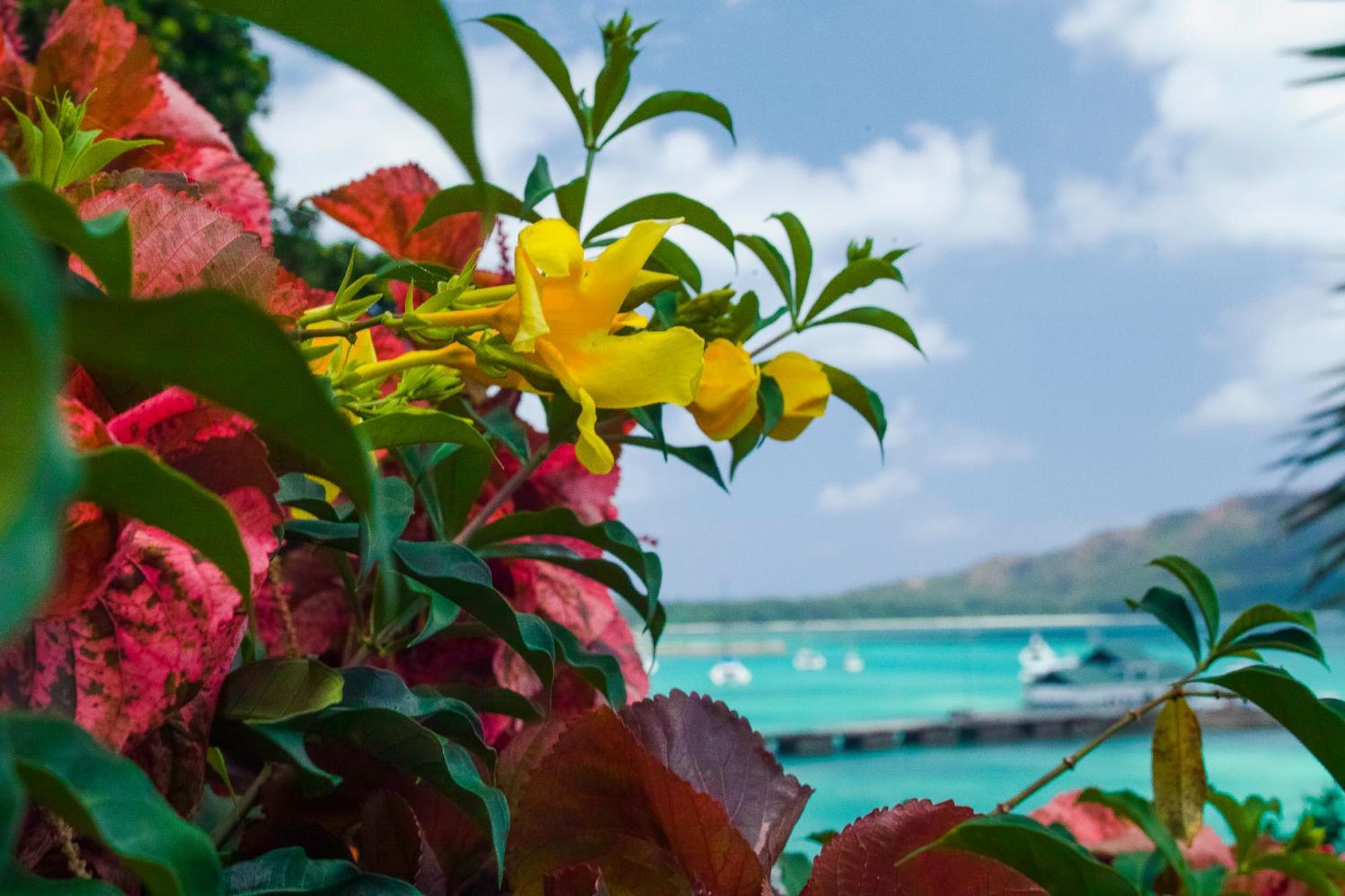 Chalets Cote Mer Baie Sainte Anne Екстериор снимка